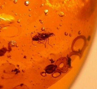 RARE Assassin Bug with Flower in Authentic Dominican Amber Fossil 15 g 7