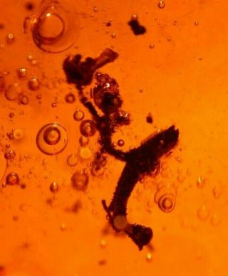 RARE Assassin Bug with Flower in Authentic Dominican Amber Fossil 15 g 8