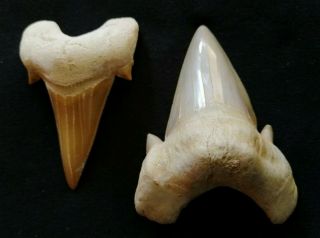 Two Fossil Shark Tooth Otodus Obliquus