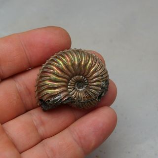 44mm Cardioceras sp.  Pyrite Ammonite Fossils Callovian Fossilien Russia 2