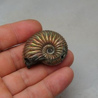 44mm Cardioceras sp.  Pyrite Ammonite Fossils Callovian Fossilien Russia 3