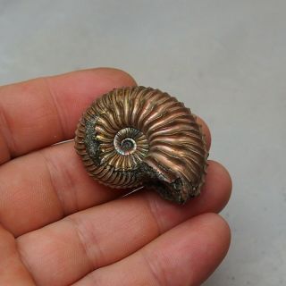 44mm Cardioceras sp.  Pyrite Ammonite Fossils Callovian Fossilien Russia 6