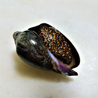Seashell Cymbiola Nobilis Exceptional Purple and White shell 3