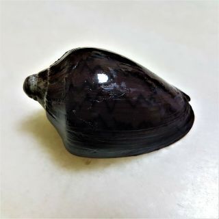 Seashell Cymbiola Nobilis Exceptional Purple and White shell 4