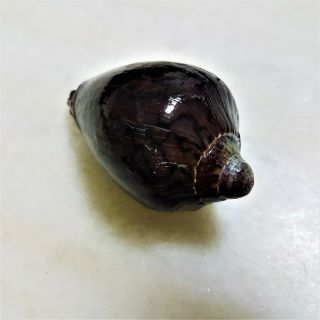 Seashell Cymbiola Nobilis Exceptional Purple and White shell 6