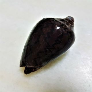 Seashell Cymbiola Nobilis Exceptional Purple and White shell 8