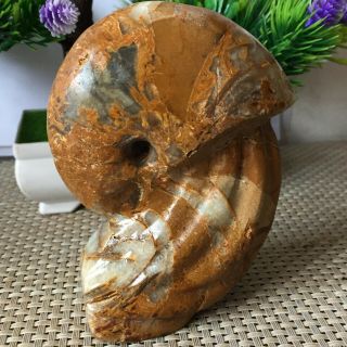 513g Natural Ammonite Nautilus Shell Jurrassic Fossil Specimen Madagascar 7