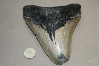 Megalodon Fossil Giant Shark Teeth Ocean No Repair 5.  71 " Huge Tooth