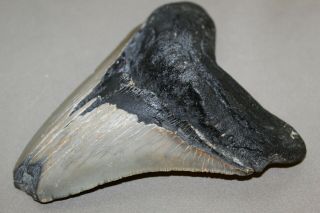 MEGALODON Fossil Giant Shark Teeth Ocean No Repair 5.  71 
