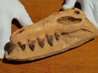 Mosasaur Dinosaur Restored Skull And Jaw And Section With Fossil Teeth