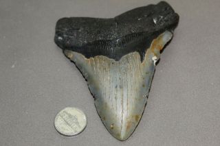 Megalodon Fossil Giant Shark Teeth Ocean No Repair 4.  68 " Huge Tooth