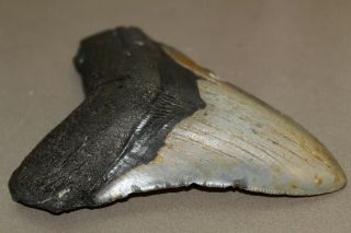 MEGALODON Fossil Giant Shark Teeth Ocean No Repair 4.  68 
