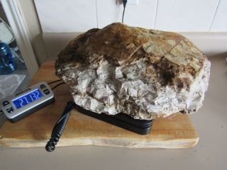 Petrified Wood 27.  13 Lbs Rough Round 14 " X 11 " Rust Gray - White Fossil Speciman