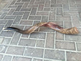 Yemenite Kudu Shofar Horn Half Polished Natural Judaica Kosher 100 - 105 Cm XXL 2