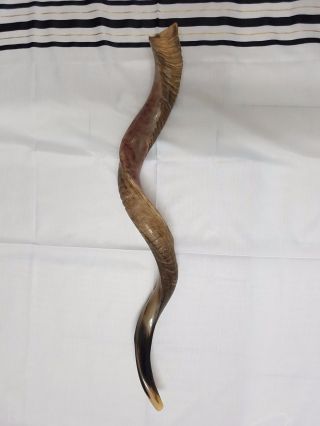 Yemenite Kudu Shofar Horn Half Polished Natural Judaica Kosher 100 - 105 Cm XXL 3