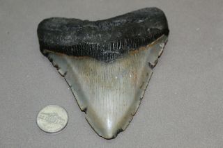 Megalodon Fossil Giant Shark Teeth Natural Large 4.  60 " Huge Tooth