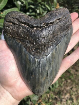Massive Serrated 6.  0” Megalodon Tooth Fossil Shark Teeth Over 1 LB 11