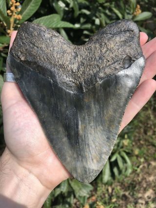 Massive Serrated 6.  0” Megalodon Tooth Fossil Shark Teeth Over 1 LB 12