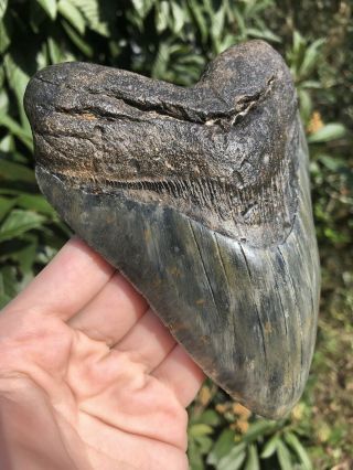 Massive Serrated 6.  0” Megalodon Tooth Fossil Shark Teeth Over 1 LB 2
