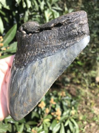 Massive Serrated 6.  0” Megalodon Tooth Fossil Shark Teeth Over 1 LB 3