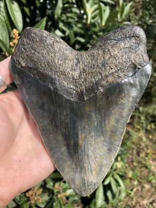 Massive Serrated 6.  0” Megalodon Tooth Fossil Shark Teeth Over 1 LB 4