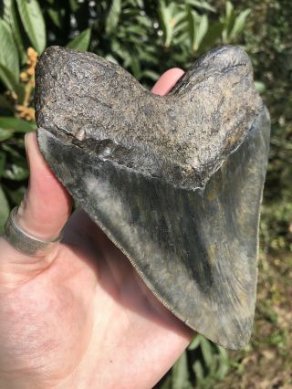Massive Serrated 6.  0” Megalodon Tooth Fossil Shark Teeth Over 1 LB 5