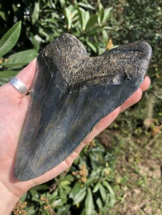 Massive Serrated 6.  0” Megalodon Tooth Fossil Shark Teeth Over 1 LB 6