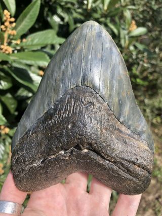 Massive Serrated 6.  0” Megalodon Tooth Fossil Shark Teeth Over 1 LB 7