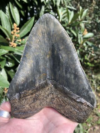 Massive Serrated 6.  0” Megalodon Tooth Fossil Shark Teeth Over 1 LB 8