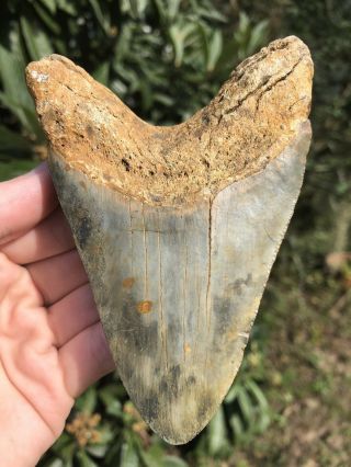 Huge Color 4.  78” Megalodon Tooth Fossil Shark Teeth