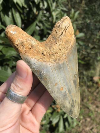 Huge Color 4.  78” Megalodon Tooth Fossil Shark Teeth 2