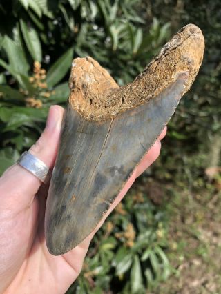 Huge Color 4.  78” Megalodon Tooth Fossil Shark Teeth 3