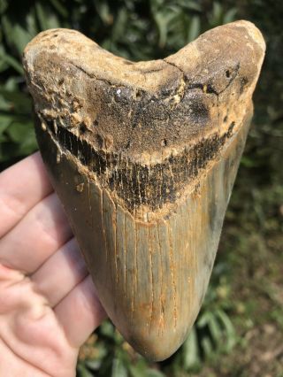 Huge Color 4.  78” Megalodon Tooth Fossil Shark Teeth 4
