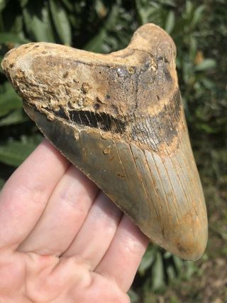 Huge Color 4.  78” Megalodon Tooth Fossil Shark Teeth 5