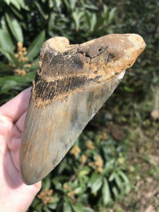 Huge Color 4.  78” Megalodon Tooth Fossil Shark Teeth 6