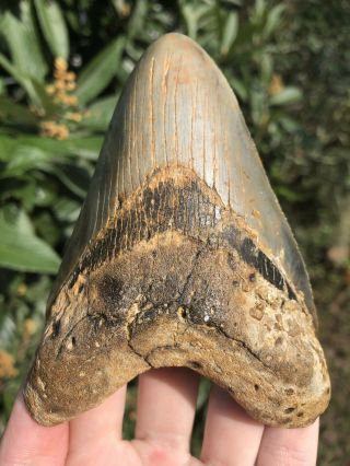 Huge Color 4.  78” Megalodon Tooth Fossil Shark Teeth 7