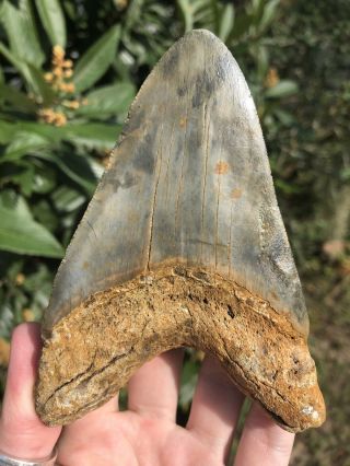 Huge Color 4.  78” Megalodon Tooth Fossil Shark Teeth 8