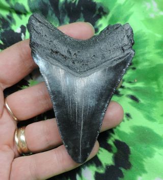 Megalodon Sharks Tooth 3 9/16  Inch No Restorations Fossil Sharks Tooth Teeth