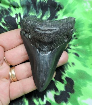 Megalodon Sharks Tooth 3 9/16  inch NO RESTORATIONS fossil sharks tooth teeth 2