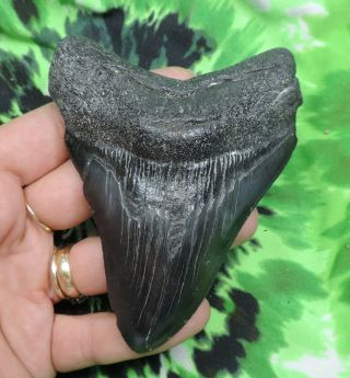 Megalodon Sharks Tooth 4 5/16  Inch No Restorations Fossil Sharks Tooth Teeth