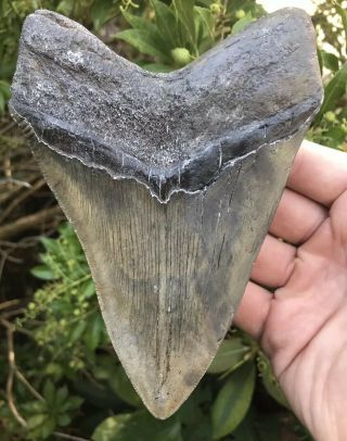 Huge Sleek 5.  71 " Megalodon Tooth Fossil Shark Teeth