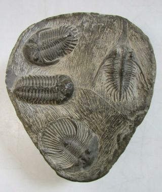 Fossilized Rock With 4 Trilobite Fossils