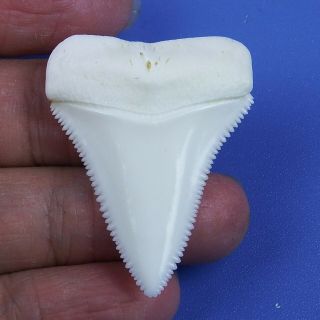 1.  606  Modern Principle Great White Shark Tooth Megalodon Sharks Movie Fan Gt71