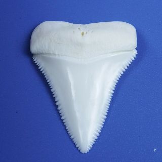 1.  606  Modern Principle Great White Shark Tooth Megalodon Sharks Movie Fan GT71 3