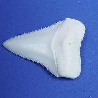 1.  606  Modern Principle Great White Shark Tooth Megalodon Sharks Movie Fan GT71 4