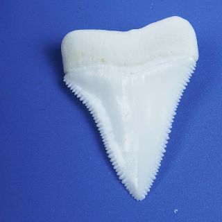 1.  606  Modern Principle Great White Shark Tooth Megalodon Sharks Movie Fan GT71 5