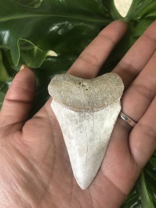 Monster Fossil Great White Shark Tooth Just Under 3 Inches