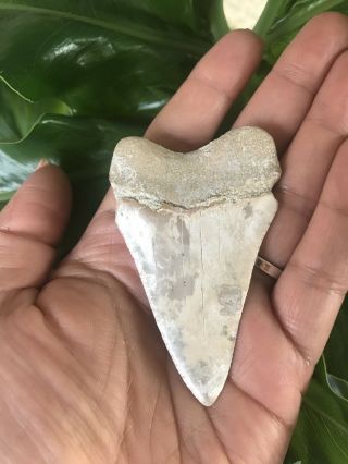 Monster Fossil Great White Shark Tooth Just Under 3 Inches 2