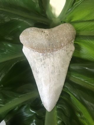 Monster Fossil Great White Shark Tooth Just Under 3 Inches 3