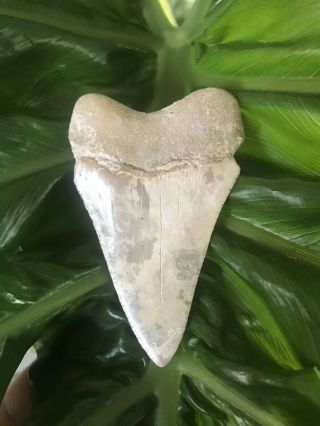 Monster Fossil Great White Shark Tooth Just Under 3 Inches 4